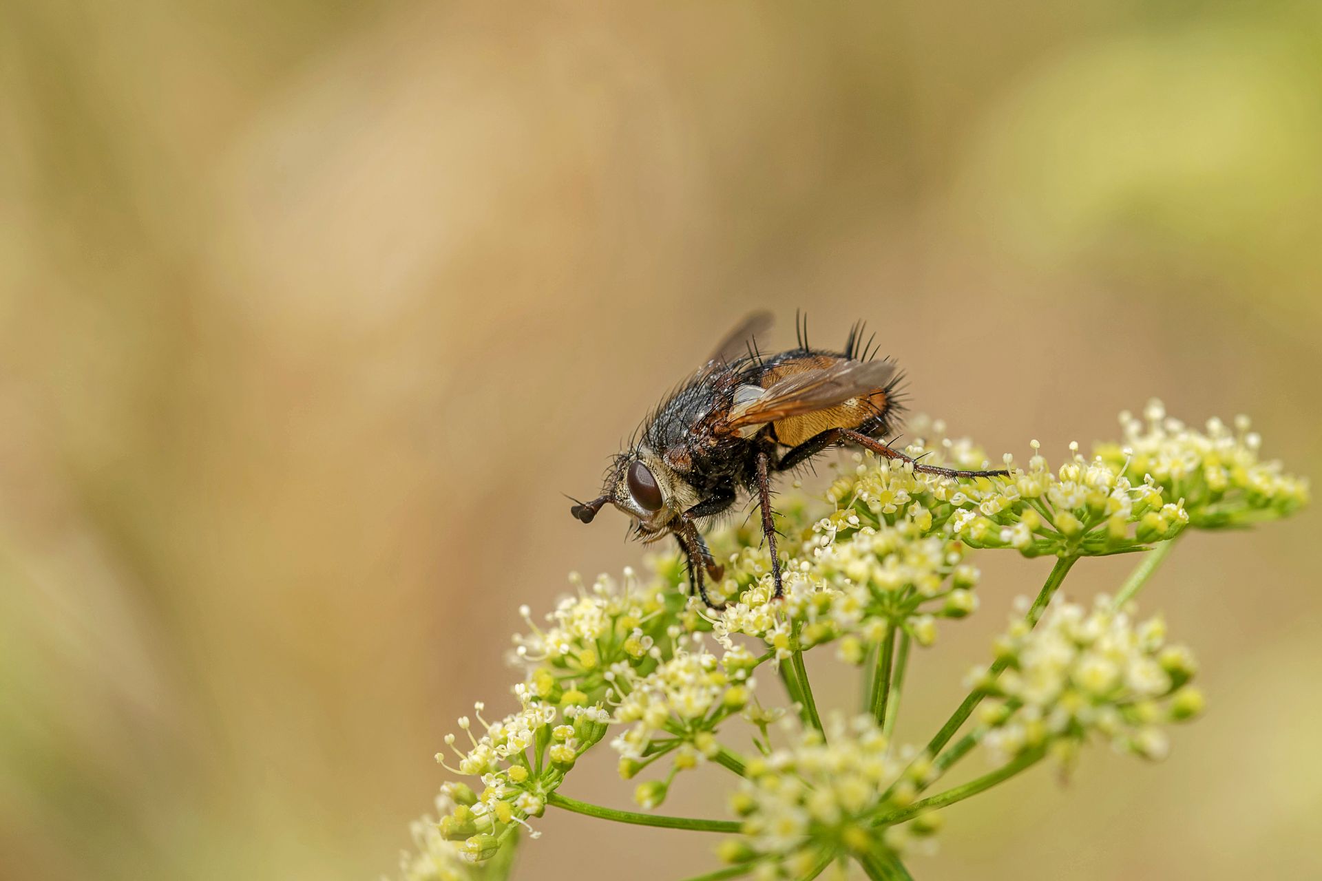 DG   Qu'elle mouche m'a piqué